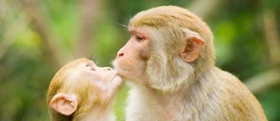 英国动物学家德斯蒙德-莫里斯指出，亲吻可能源自于灵长类动物为孩子咀嚼食物而后将食物喂给孩子的行为。黑猩猩妈妈会咀嚼食物，而后用自己的嘴唇压住孩子的嘴唇，让食物流