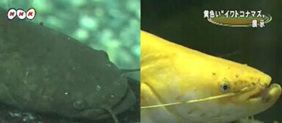 黄色石鲶与传统石鲶的对比