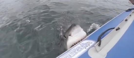 南非海岸大白鲨攻击橡皮艇