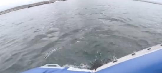 南非海岸大白鲨攻击橡皮艇