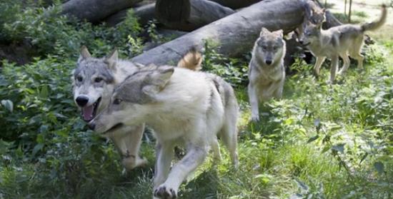 狼的敏锐视力可能辅佐了狗的驯化