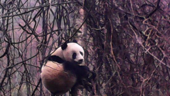 四川青川唐家河保护区发现一对母仔大熊猫