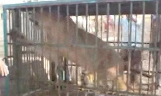当局将狮子送往动物保护中心接受观察
