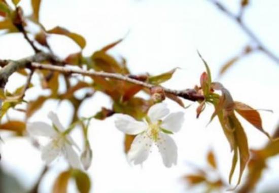 生长在东京东部东近江Ganjoji寺的樱桃树“Chujohimeseigan-zakura”。上周，一棵由太空种子孕育的樱桃树开花，比预计时间提前4年。