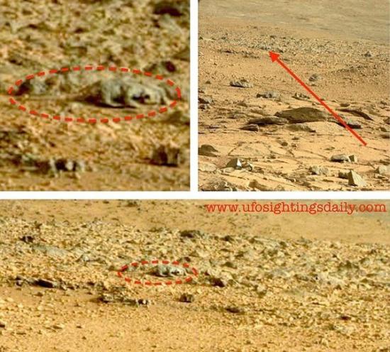 好奇号拍摄到大量的火星表面图像，不明飞行物爱好者在图像中发现了多种“火星生物”