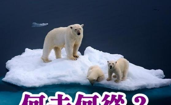北极熊利用浮冰，作为生活平台。