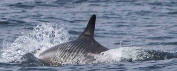 美国海湾拍摄到一只疑似被虎鲸袭击过伤痕累累的灰海豚