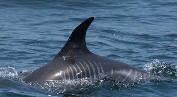 美国海湾拍摄到一只疑似被虎鲸袭击过伤痕累累的灰海豚