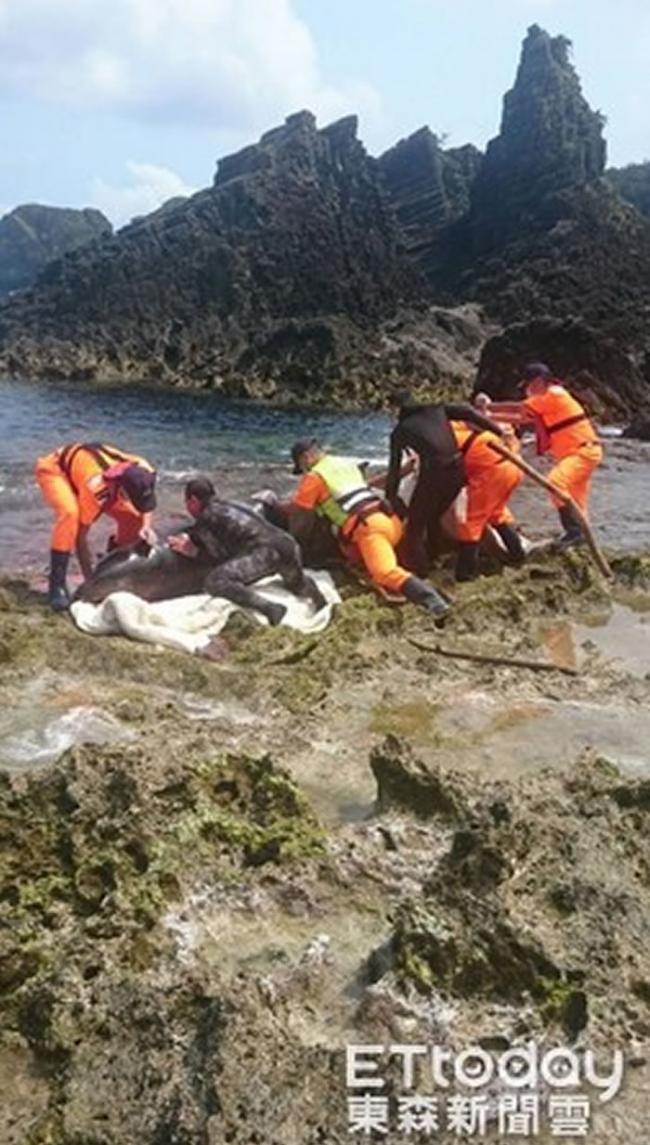台湾绿岛睡美人至小长城间岸际发现死亡柯氏喙鲸