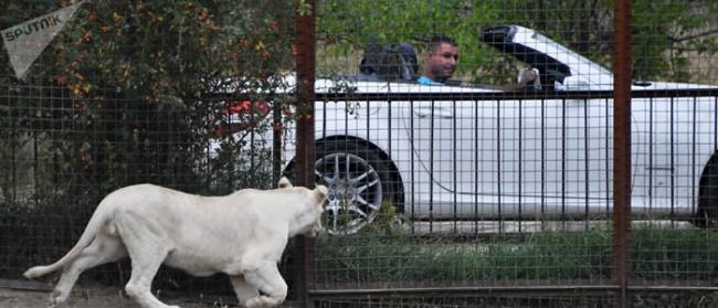 墨西哥男子被其饲养的白色母狮攻击重伤入院