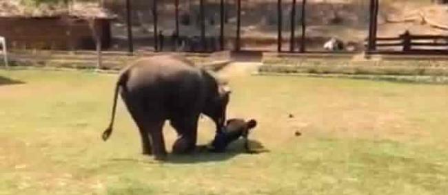 大象看到有人“袭击”自己的主人时跑过来帮忙