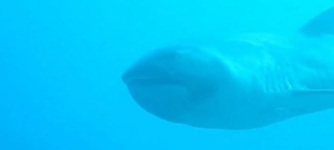 英国女游客在印尼科莫多岛潜水时遇上稀有物种“巨口鲨”