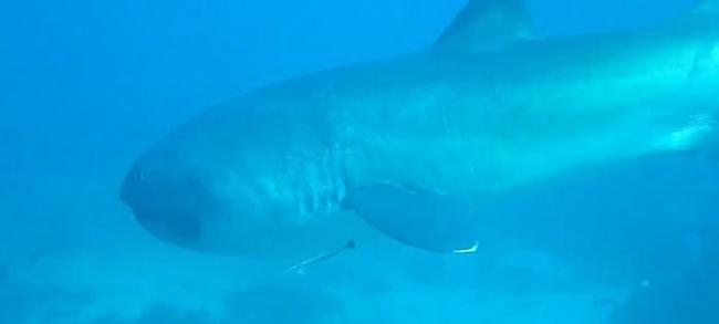 英国女游客在印尼科莫多岛潜水时遇上稀有物种“巨口鲨”