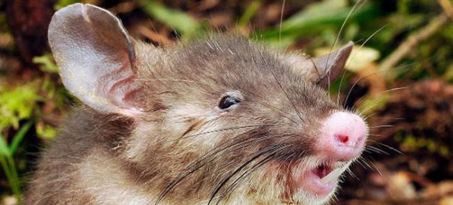 印尼苏拉威西岛丛林发现前所未见的哺乳类动物──猪鼻鼠