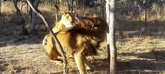 津巴布韦一只雄狮被母狮子“调戏”