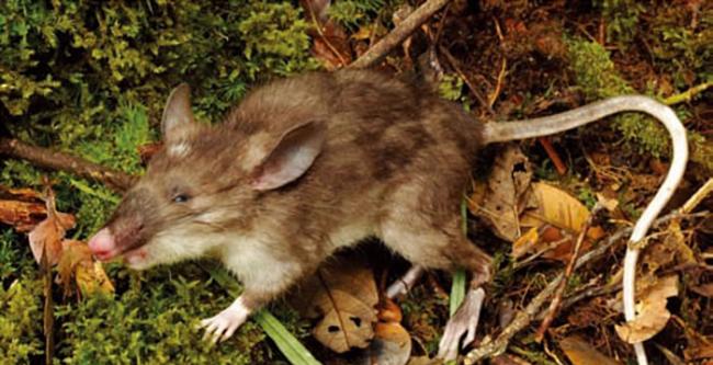 印尼苏拉威西岛丛林发现前所未见的哺乳类动物──猪鼻鼠