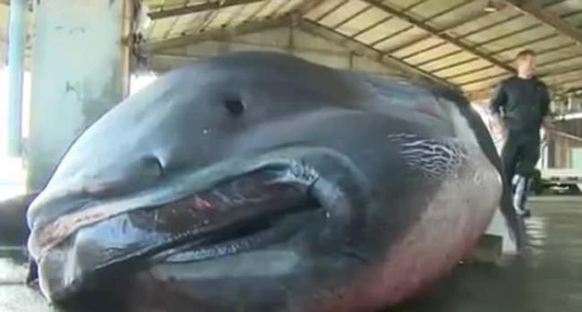 2016年日本渔民捕获的巨口鲨