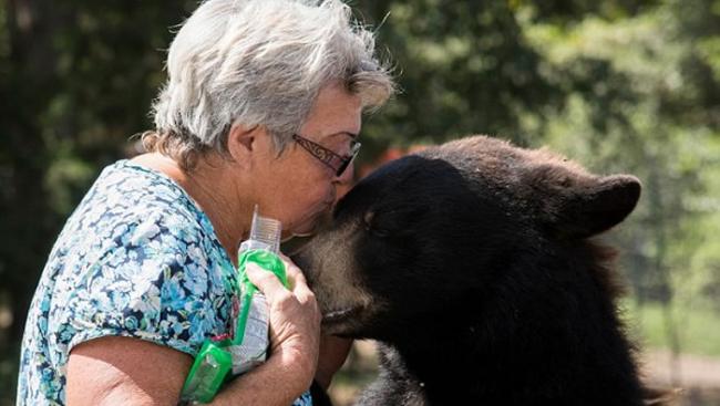 美国德州62岁妇人饲养2只大棕熊和1只白虎当宠物