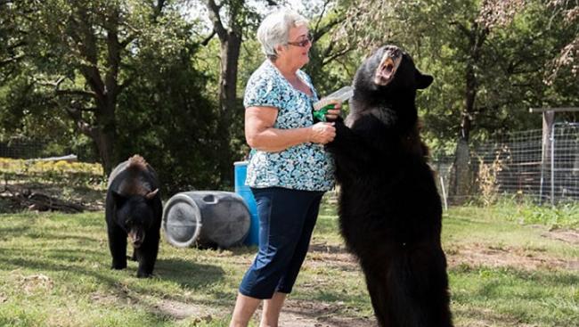 美国德州62岁妇人饲养2只大棕熊和1只白虎当宠物