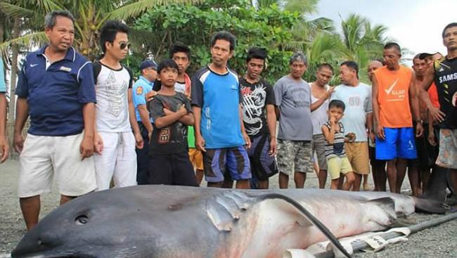 2015年菲律宾岸边发现的巨口鲨尸体
