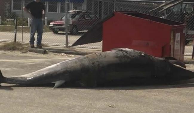 美国新罕布什尔州搁浅小须鲸太长 尸体放不下垃圾箱掉在地上