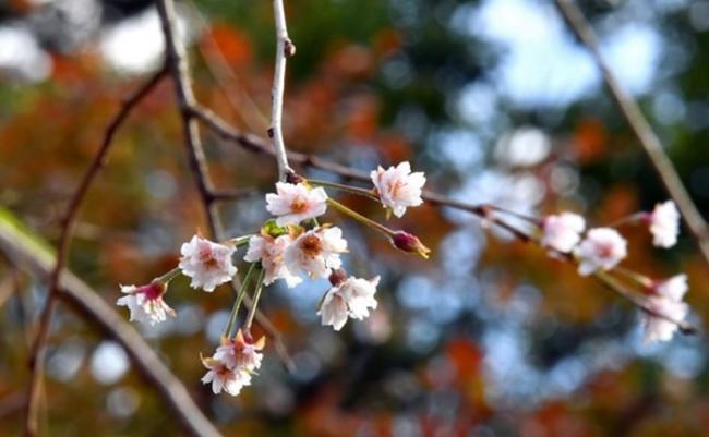 仙台市有民众拍到樱花绽开。