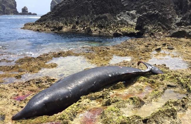 台湾绿岛睡美人至小长城间岸际发现死亡柯氏喙鲸