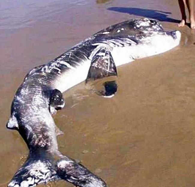 2002年4月20日南非海滩上发现的3.6米长巨口鲨