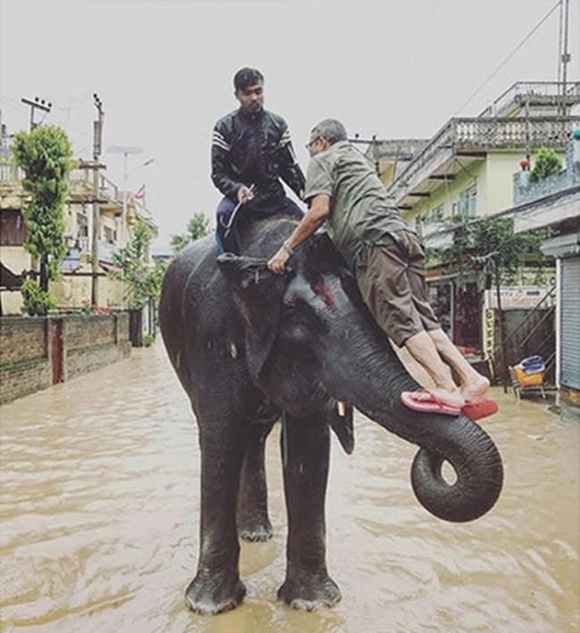 受人类驯养的大象帮助灾民穿过致命的洪灾