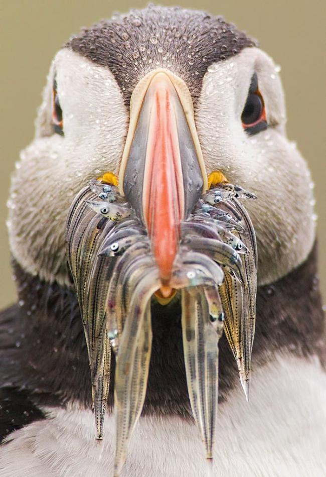 北极海鹦可以把大量的小鱼装在宽敞的鸟喙里。 PHOTOGRAPH BY SUNIL GOPALAN, NATIONAL GEOGRAPHIC YOUR SHOT