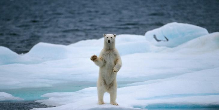 若温室气体的排放未能减少，北极海的冰帽骤减速度将加快，令北极熊存亡响警号。