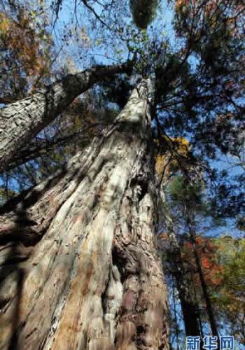 长白山一棵树龄高达2735岁的“紫杉王”