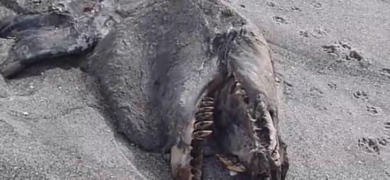 在纽西兰海滩发现的神秘生物，据猜测可能是未知海怪或虎鲸。