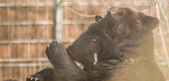 瑞士动物园任由棕熊虐待幼崽遭批