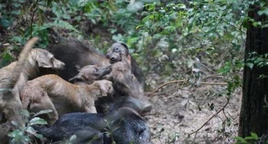 浙江杭州山林中5只拉布拉多犬围攻一只野猪