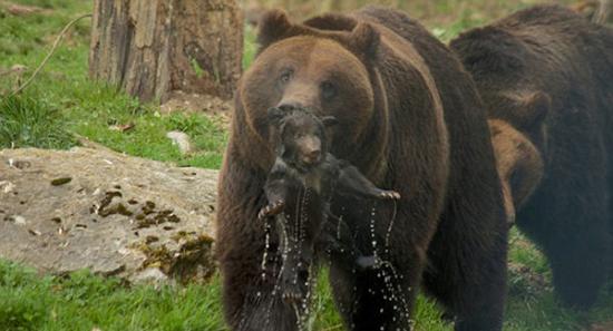 瑞士动物园任由棕熊虐待幼崽遭批