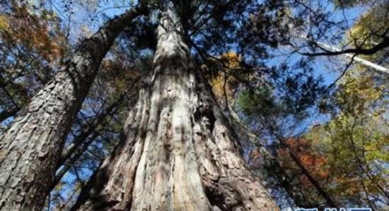 长白山一棵树龄高达2735岁的“紫杉王”