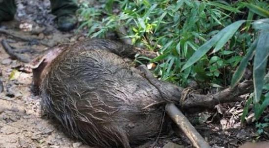 浙江杭州山林中5只拉布拉多犬围攻一只野猪