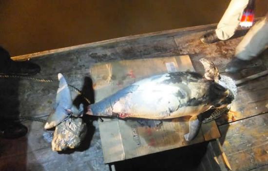 洞庭湖岳阳县鹿角水域发现一头死亡雌性江豚