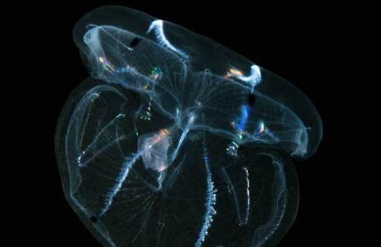“海洋异形”栉水母能在4天内再生脑袋