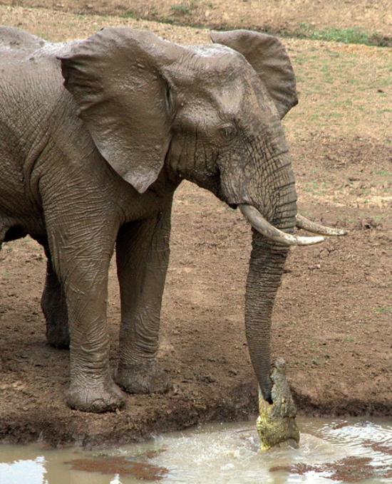 赞比亚南卢安瓜国家公园大象池塘边喝水被鳄鱼咬住象鼻