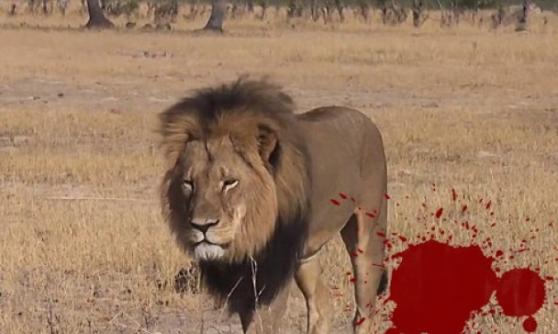 津巴布韦明星狮子塞西尔（Cecil）惨被残杀 剥皮割头作战利品