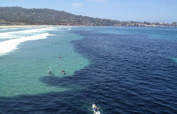 美国加利福尼亚州海域海水颜色突然变深 大量凤尾鱼聚集形成奇观