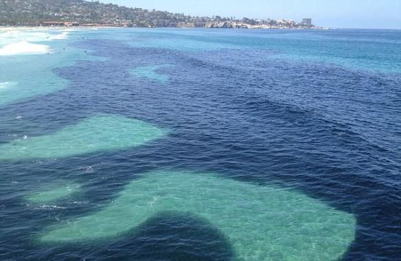 美国加利福尼亚州海域海水颜色突然变深 大量凤尾鱼聚集形成奇观