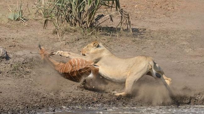 南非滕贝大象保护区母狮伏击林羚