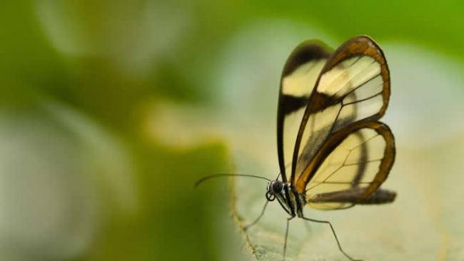 在阿根廷伊瓜苏国家公园里发现的透翅蝶。 PHOTOGRAPH BY FRANS LANTING, NATIONAL GEOGRAPHIC CREATIVE
