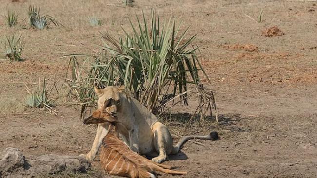 南非滕贝大象保护区母狮伏击林羚
