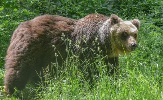 意大利国家公园职员射麻醉剂装追踪器导致极危亚平宁棕熊死亡