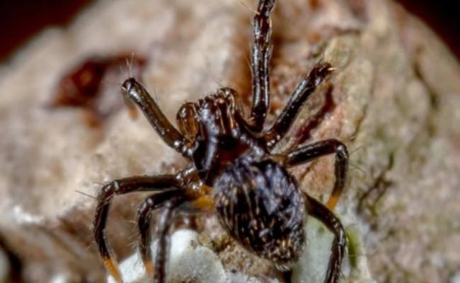 巴力西卜蜘蛛因其黑色外表得名。