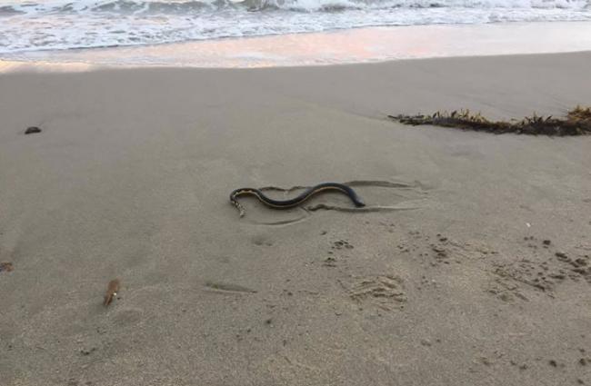 美国南加州奥克斯纳德海岸发现罕见剧毒“黄腹海蛇”